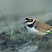 Little Ringed Plover